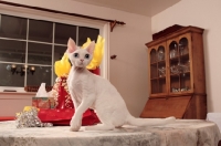 Picture of white Devon Rex on table