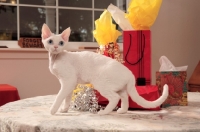 Picture of white Devon Rex standing on table with gifts