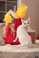 Picture of white Devon Rex with presents