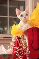 Picture of white Devon Rex with presents