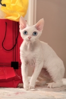 Picture of white Devon Rex