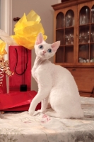 Picture of white Devon Rex