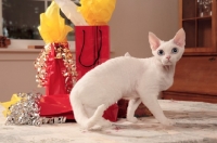 Picture of white Devon Rex