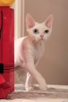 Picture of white Devon Rex