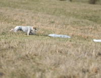 Picture of white dog on grass, distant shot