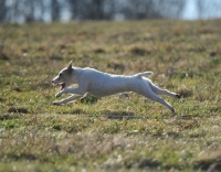 Picture of white dog running in countryside