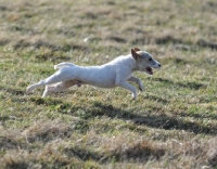 Picture of white dog running on grass