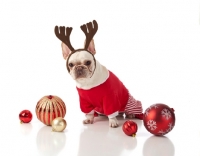 Picture of white dog with Christmas antlers and baubles