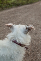 Picture of white dog with red collar and spotty ears looking away from camera