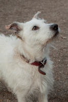 Picture of white dog with red collar looking up