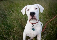 Picture of White Dogo Argentino sitting in long grass.