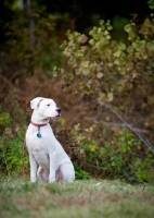 Picture of White Dogo Argentino sitting in front of woods.