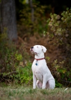 Picture of White Dogo Argentino sitting in front of woods.
