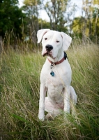 Picture of White Dogo Argentino sitting in long grass.