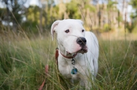 Picture of White Dogo Argentino standing in long grass.