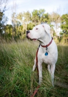 Picture of White Dogo Argentino standing in long grass.