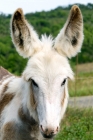 Picture of white donkey portrait