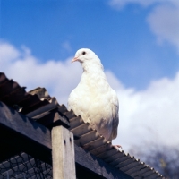 Picture of white dove on a roof
