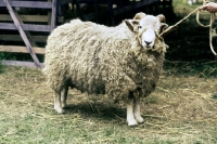 Picture of white faced dartmoor ram