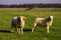 Picture of white faced woodland ram and ewe