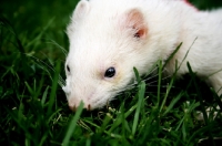 Picture of white ferret in grass