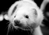 Picture of white ferret portrait