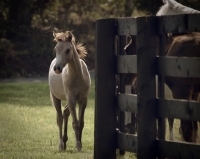 Picture of white foal standing by fence