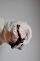 Picture of white French Bulldog from very low angle