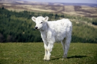 Picture of white galloway calf