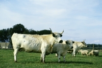 Picture of white galloway cattle in scotland