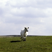 Picture of white galloway cow alone in field in scotland