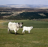 Picture of white galloway cow and calf in scotland