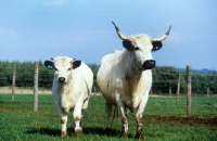 Picture of white galloway cow and calf 