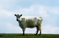 Picture of white galloway cow in field in scotland