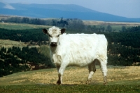 Picture of white galloway in scotland