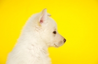 Picture of White German Shepherd (aka Alsatian) puppy on a yellow background
