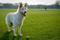 Picture of White German Shepherd Dog in the park