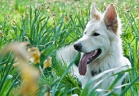 Picture of White German Shepherd Dog lying down