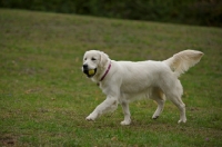 Picture of white golden retriever with ball in mouth