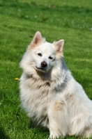 Picture of white Great German Spitz