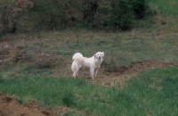 Picture of white greek sheepdog