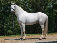 Picture of white Holstein horse standing outside