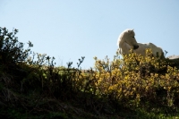 Picture of white horse standing on hillside