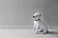 Picture of white Jack Russel Terrier sitting in living room, in front of wall
