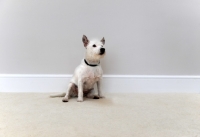 Picture of white Jack Russel Terrier sitting on carpet, in front of wall 