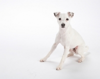 Picture of white Jack Russell Terrier on white background