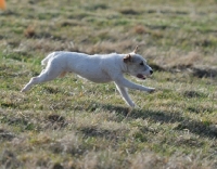 Picture of white Jack Russell Terrier running