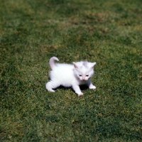 Picture of white kitten  