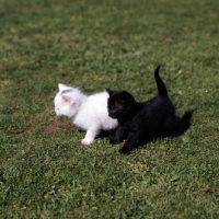 Picture of white kitten and black kitten on grass