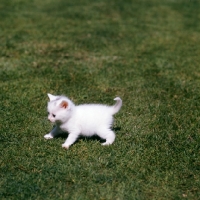 Picture of white kitten looking playful